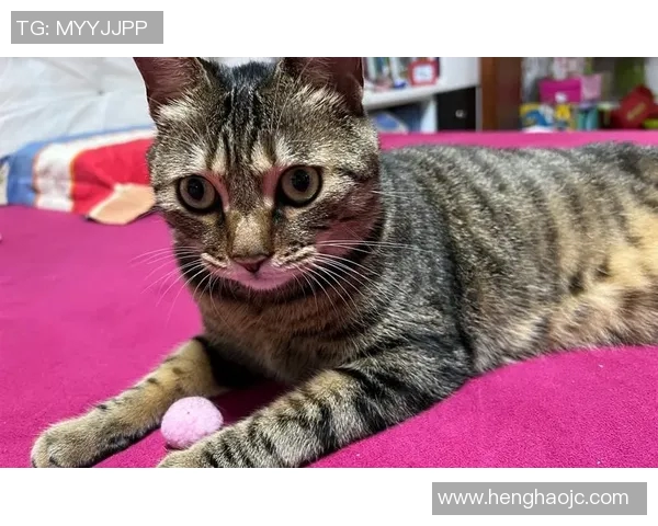 足球明星的猫是否能继承主人的足球天赋踢出精彩进球